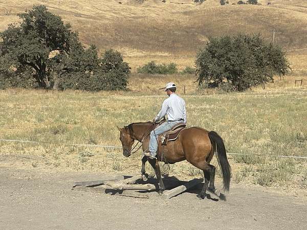 all-around-quarter-horse