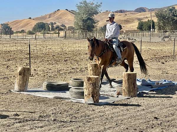 beginner-quarter-horse