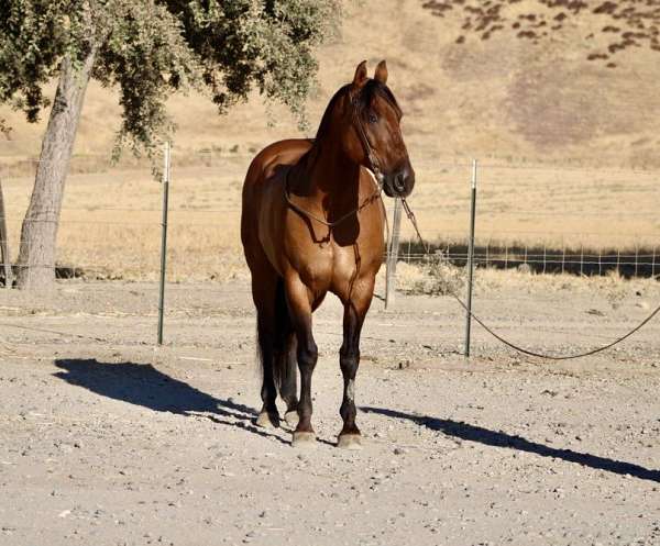 husband-safe-quarter-horse