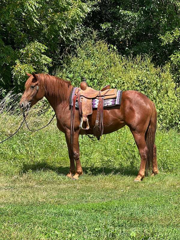 buckskin-tiger-stripes-horse