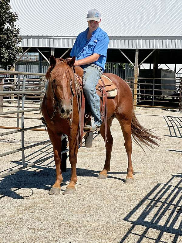 trail-horse-quarter