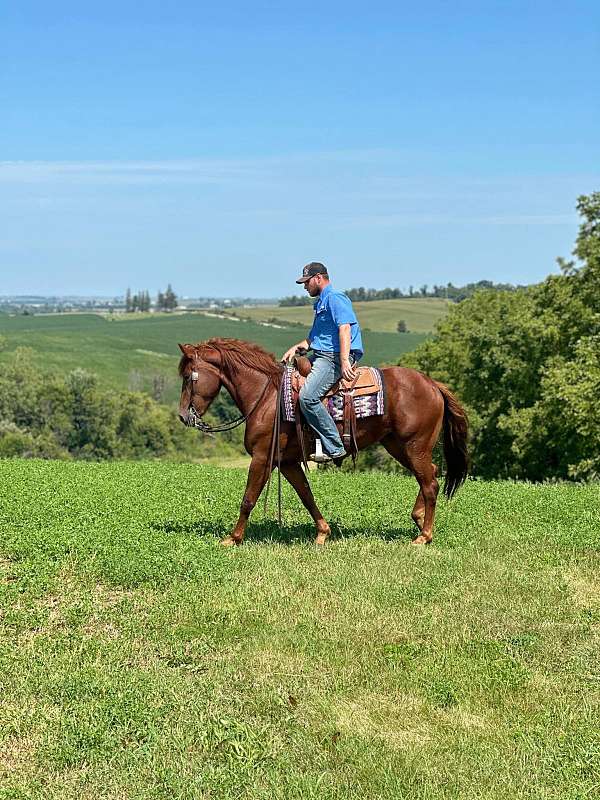 all-around-quarter-horse