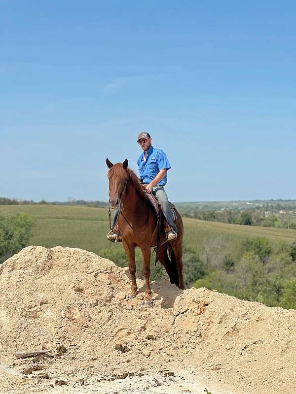 family-safe-quarter-horse