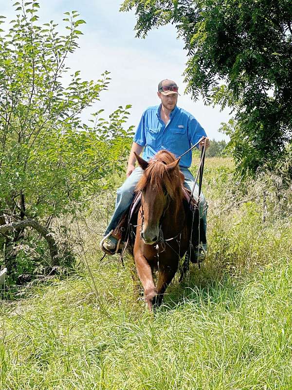 ranch-horse-quarter