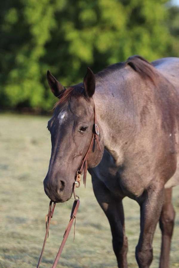 beginner-quarter-horse