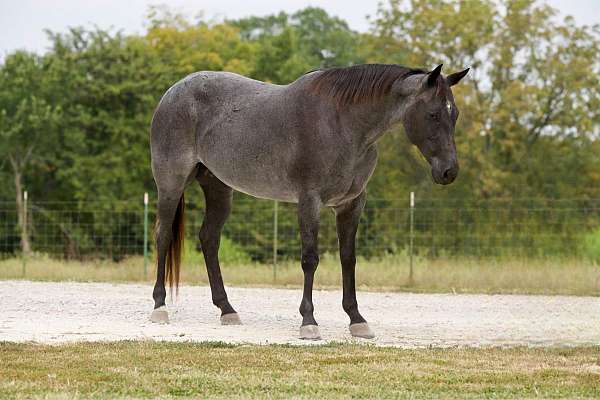 trail-horse-quarter