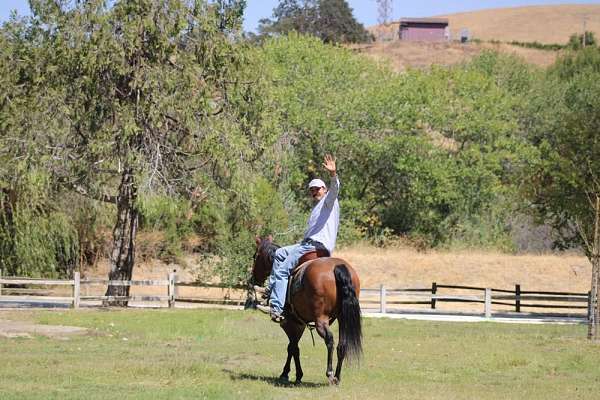 all-around-quarter-horse