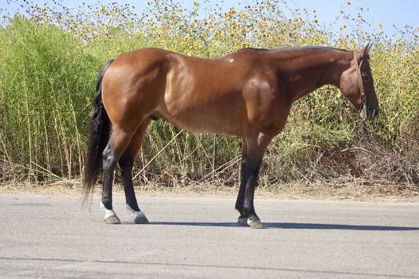 ranch-horse-quarter