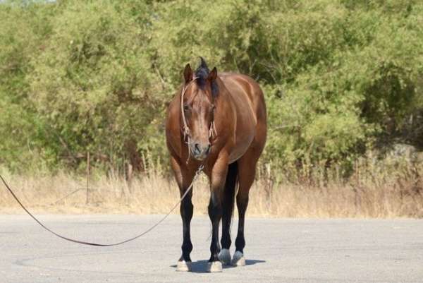 trail-horse-quarter