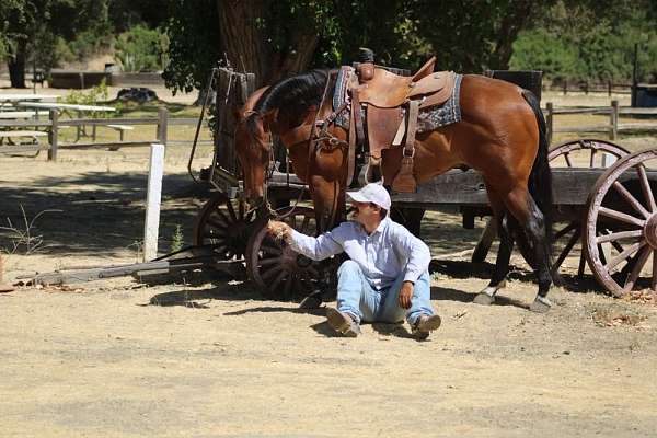 flashy-quarter-horse