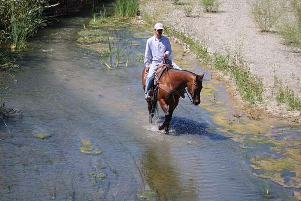 ranch-quarter-horse