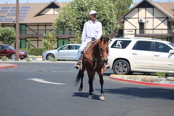 ranch-versatility-quarter-horse