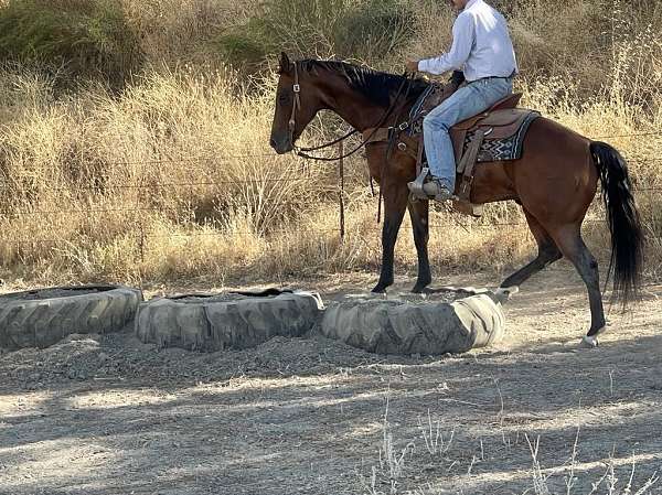 ranch-work-quarter-horse