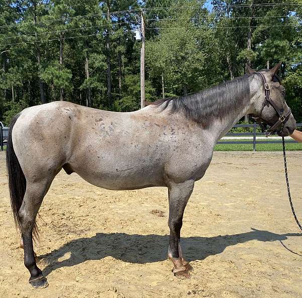 blue-roan-quarter-horse-gelding