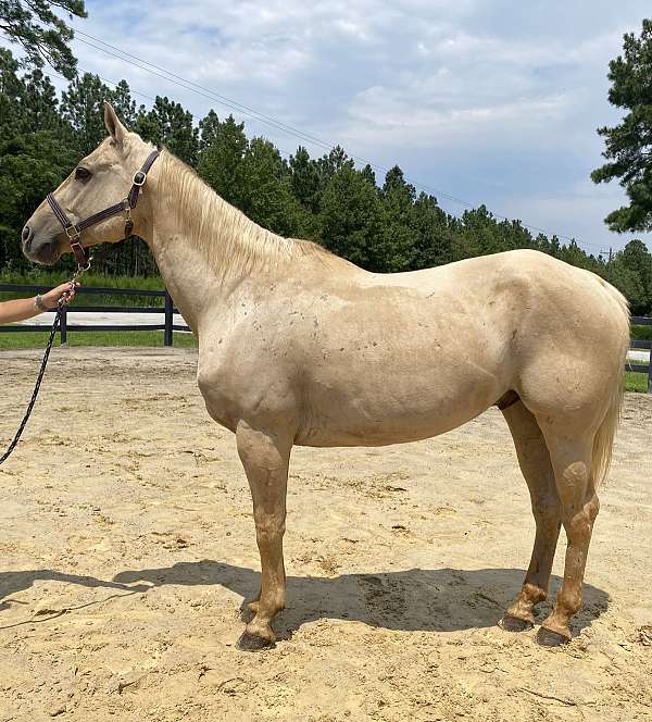 palomino-quarter-horse-gelding