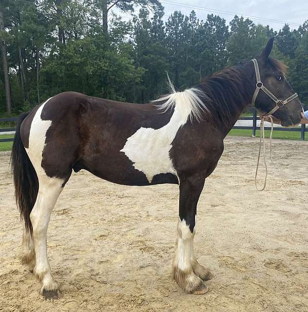 pinto-gypsy-vanner-yearling