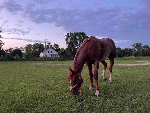 quarter-horse-gelding