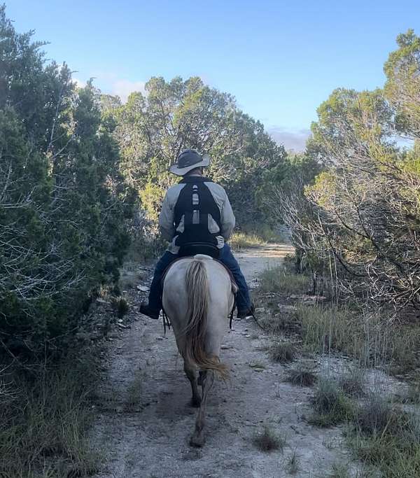 gaited-tennessee-walking-horse