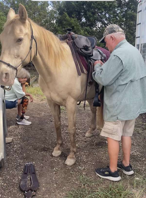 trails-tennessee-walking-horse