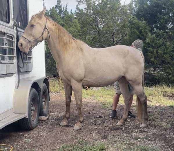 champagne-tennessee-walking-horse