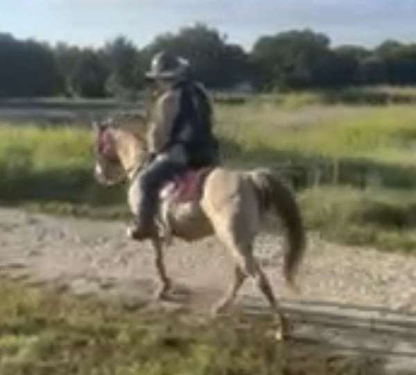 gentle-tennessee-walking-horse