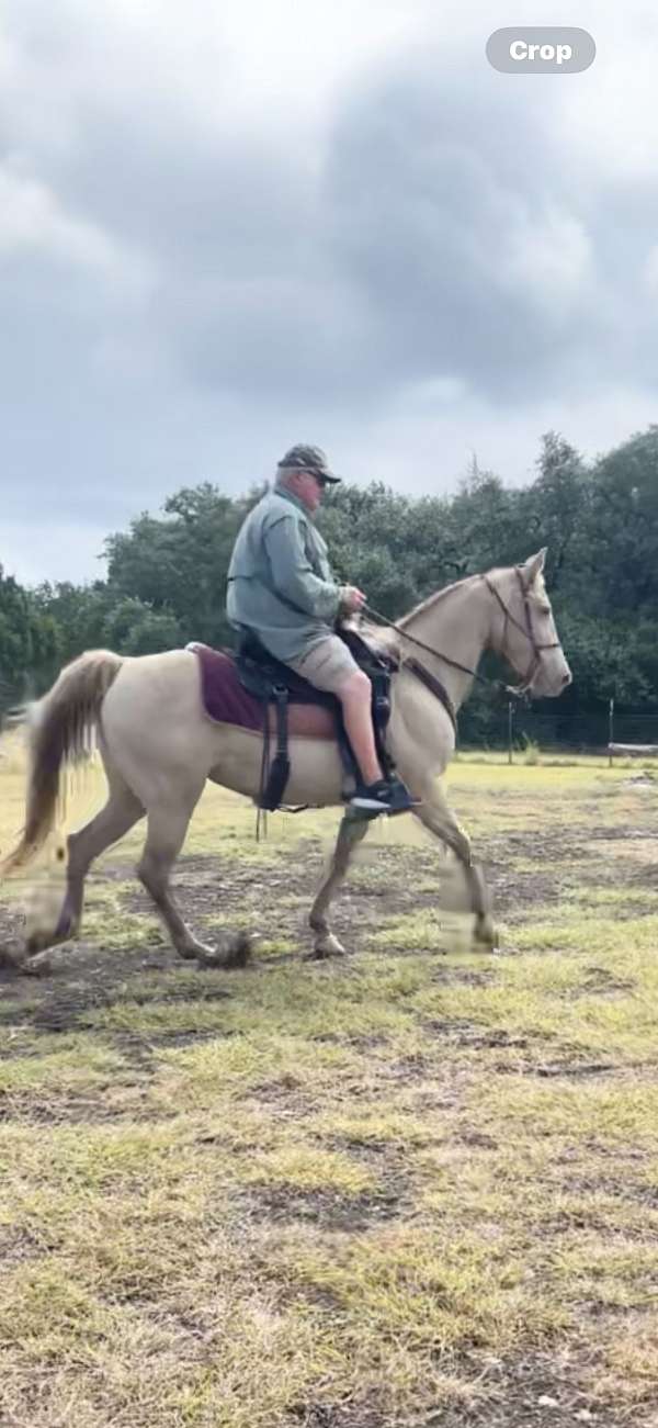 smooth-tennessee-walking-horse