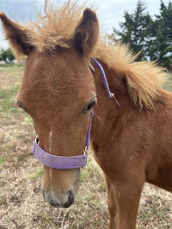 buckskin-paint-sorrel-flaxen-mane-n-tail-horse