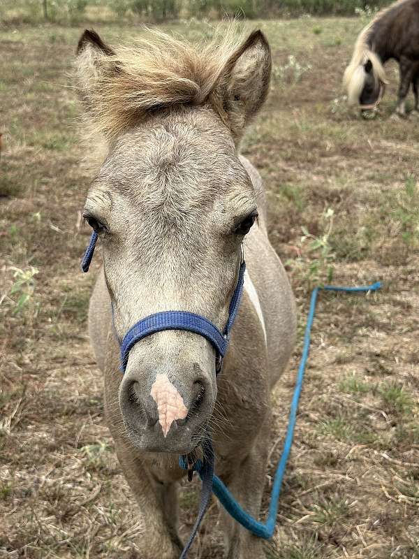 colts-miniature-horse