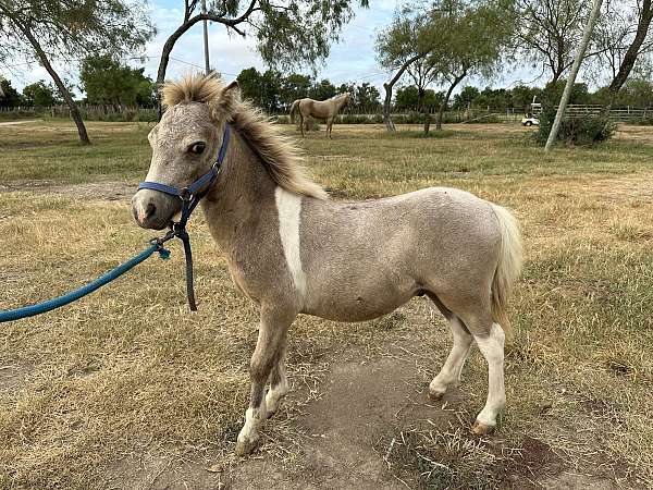 buckskin-paint-miniature-horse