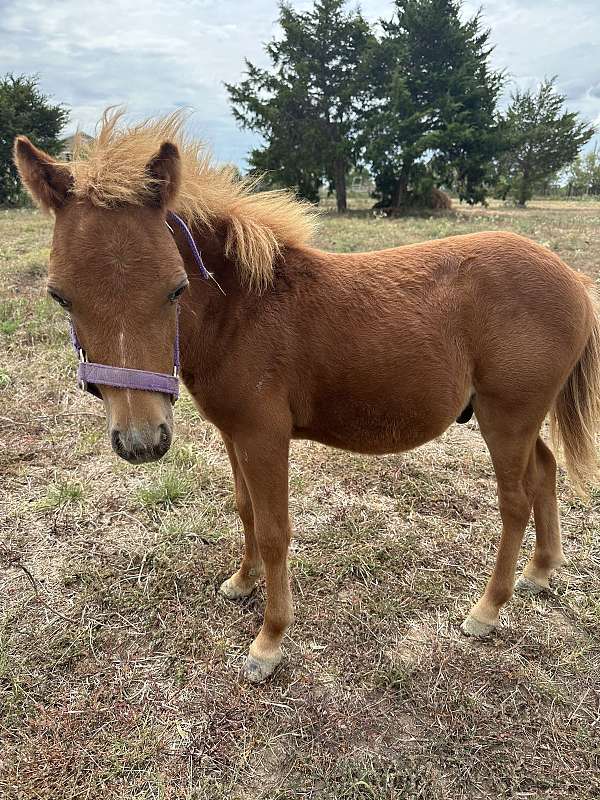 sorrel-flaxen-mane-n-tail-miniature-horse