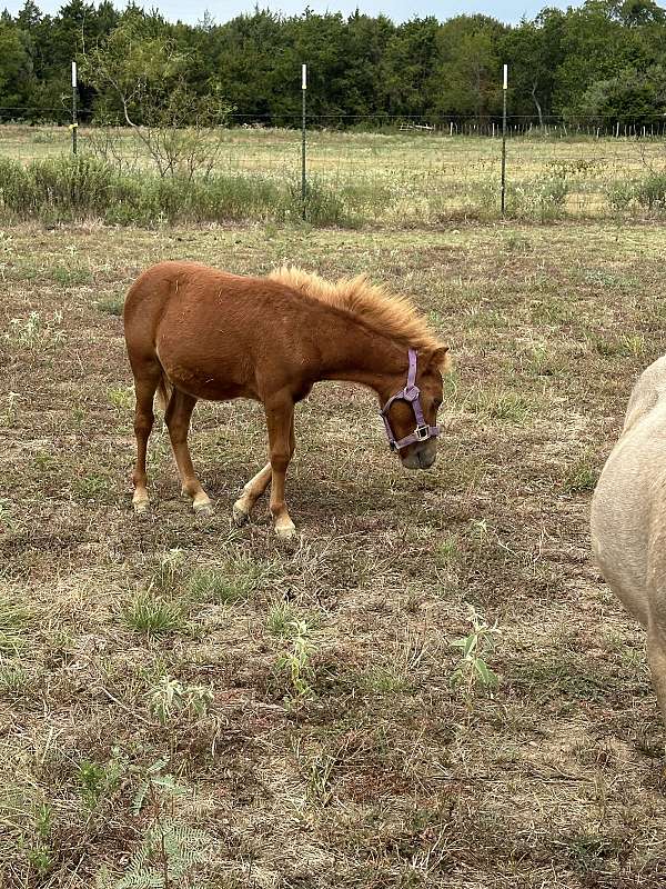 sorrel-flaxen-mane-n-tail-colt