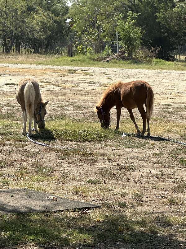 gentle-miniature-horse