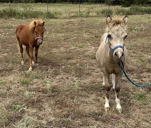 colts-miniature-horse