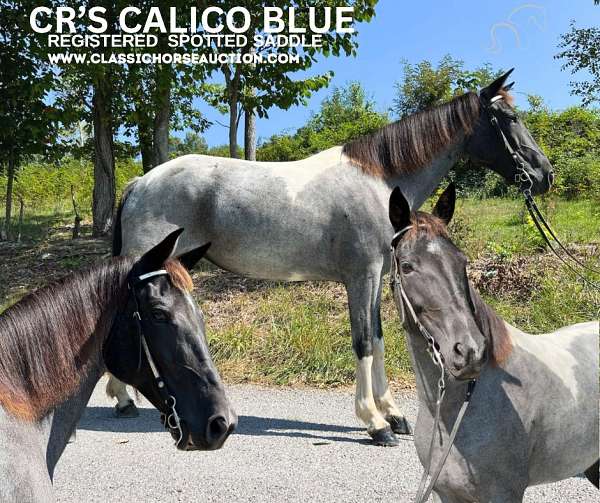 blue-roan-tobaino-horse