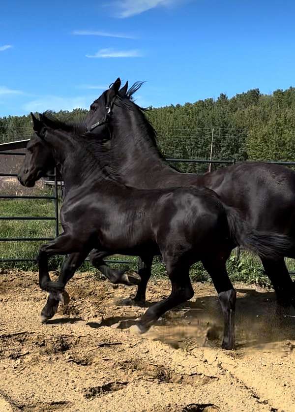 friesian-weanling