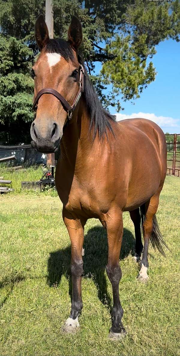 performance-friesian-thoroughbred-horse