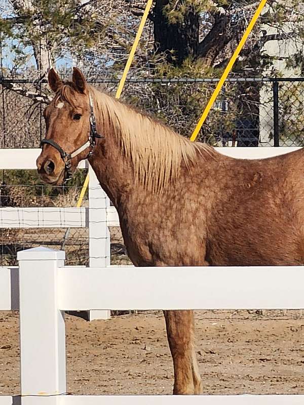 dappled-quarter-horse