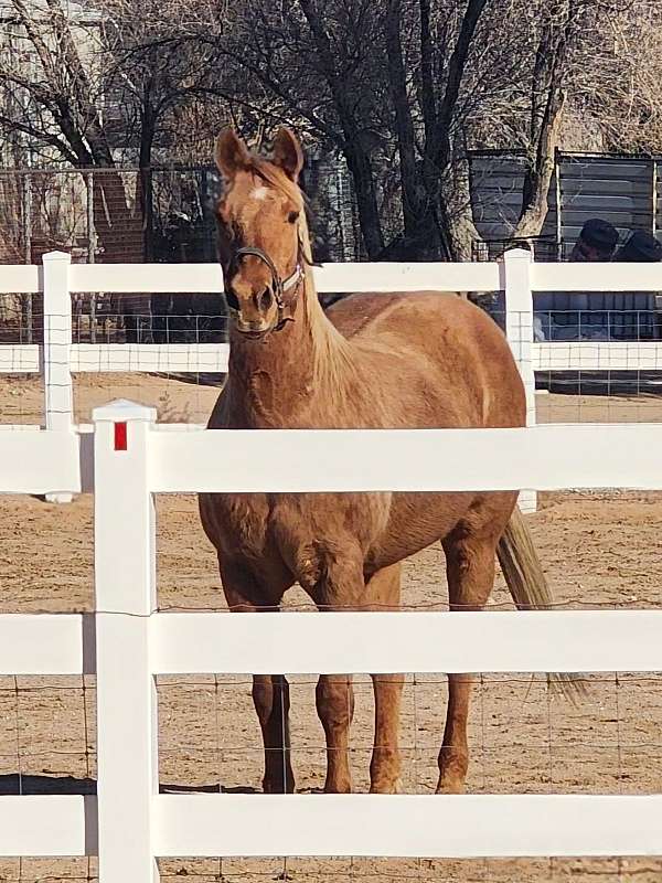 dappled-quarter-horse