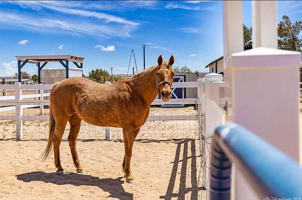 flashy-quarter-horse