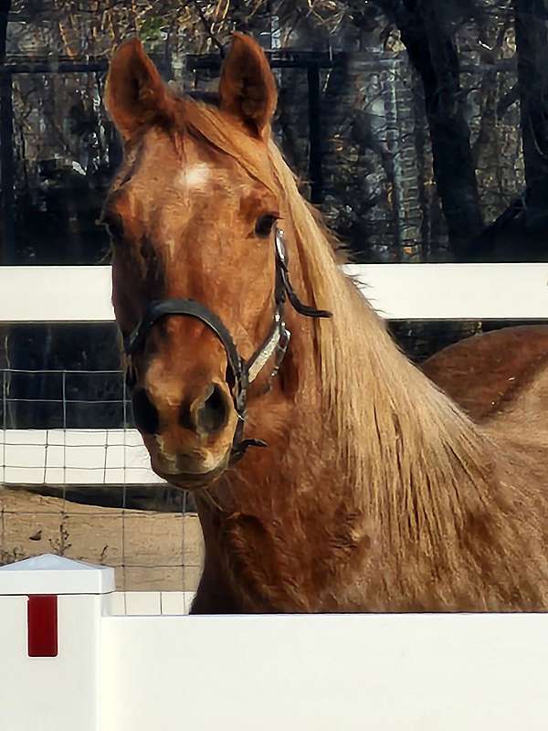 flaxen-mane-quarter-horse