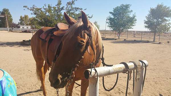 parade-quarter-horse