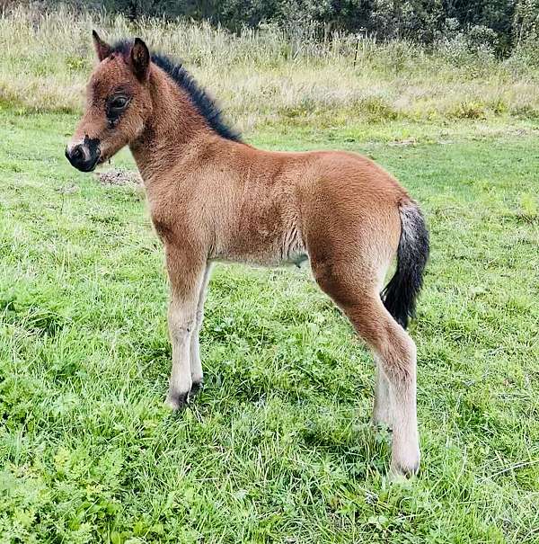 bay-icelandic-filly