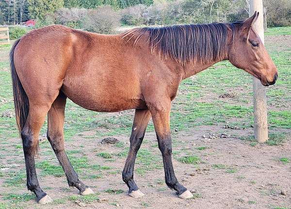 bay-black-thoroughbred-filly-stallion