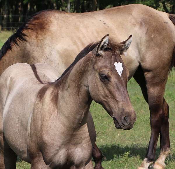 grulla-heart-shaped-star-horse