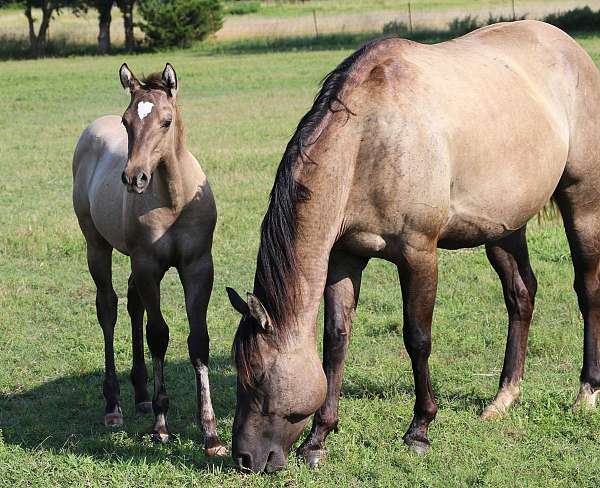 grulla-quarter-horse-foal