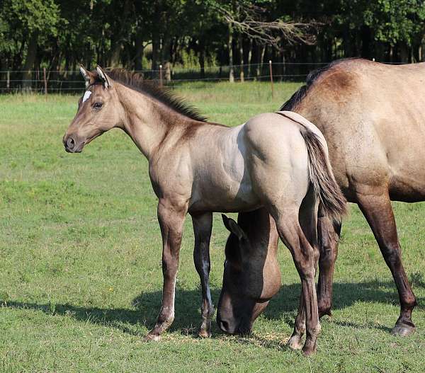 bueno-chex-foal