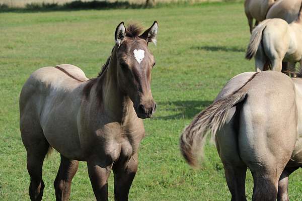 ben-mark-foal