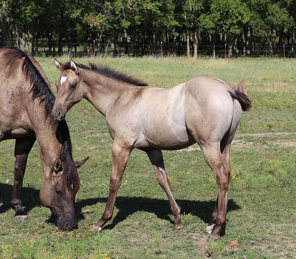 10-hand-quarter-horse-foal