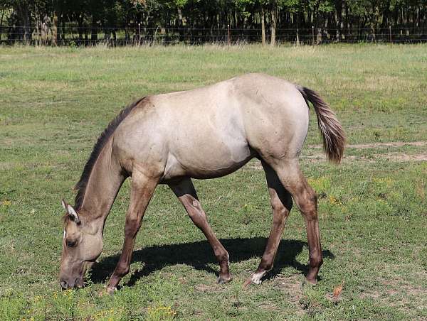 10-hand-foal