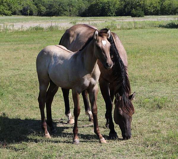 bueno-chex-colt-mare